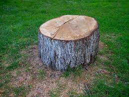Trusted Cross Plains, TN Tree Care Experts