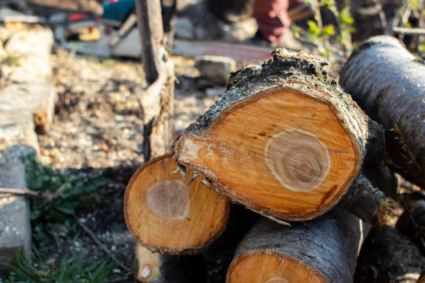 Best Seasonal Cleanup (Spring/Fall)  in Cross Plains, TN